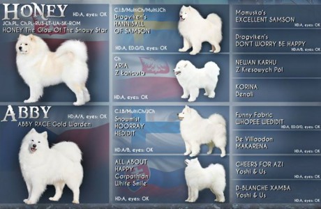 E vrh Abby samojed 001