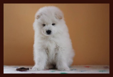 ABBY A HONEY litter E 6,5 weeks 012