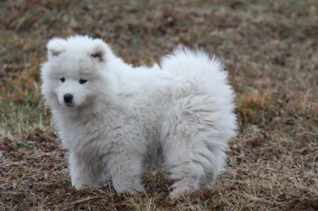 ABBY A HONEY litter ,,E,, 9,5 weeks 002