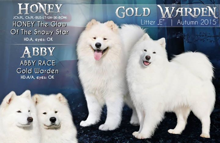 E vrh Abby samojed 002