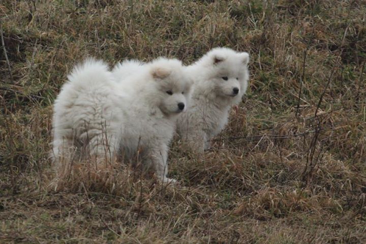 ABBY A HONEY litter ,,E,, 9,5 weeks 001