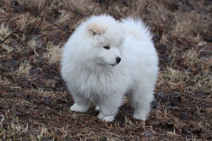 ABBY A HONEY litter ,,E,, 9,5 weeks 006