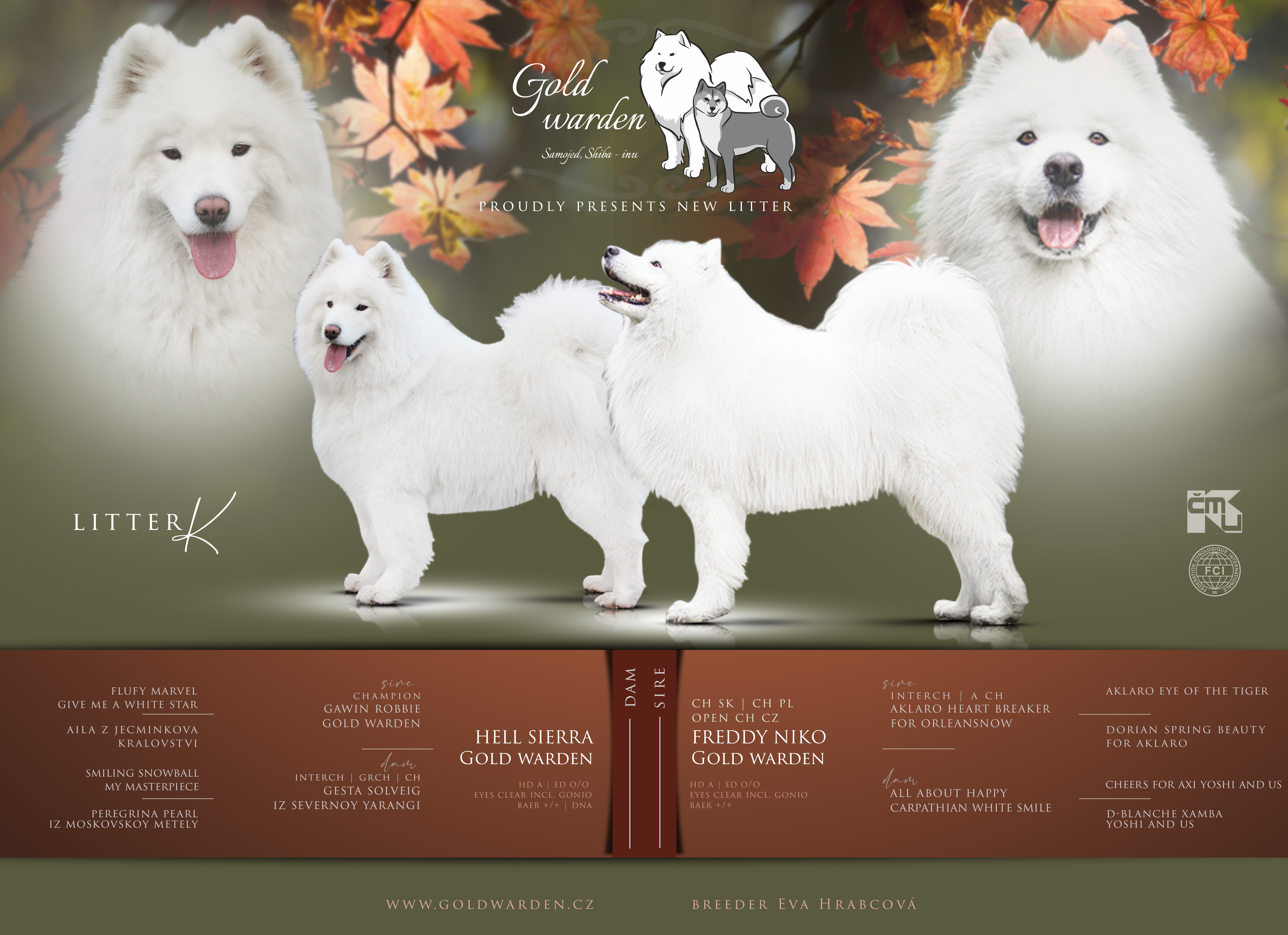 samojed K