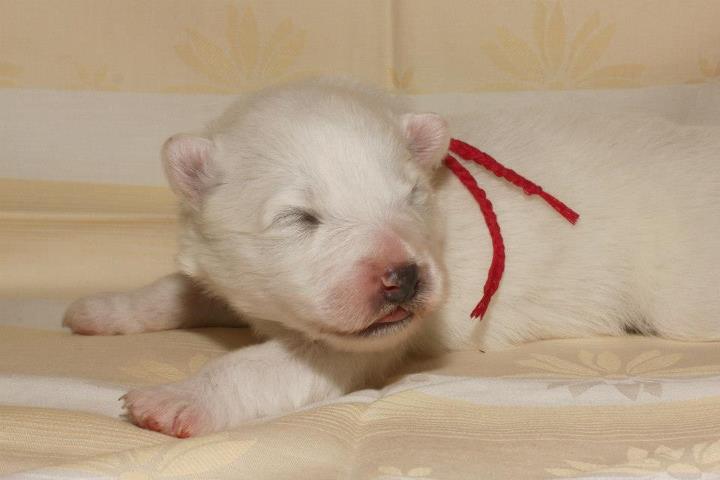 Samojed VRH A Xambinka 005